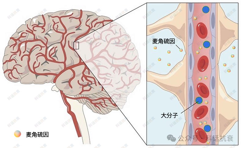 麦角硫因穿过血脑屏障进入脑部