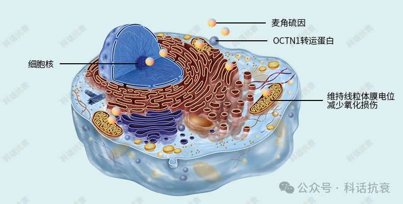 麦角硫因经 OCTN1 转运蛋白进入细胞核与线粒体