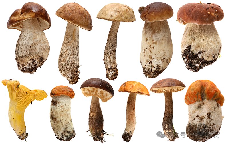 多种菌菇——麦角硫因含量最高的天然来源