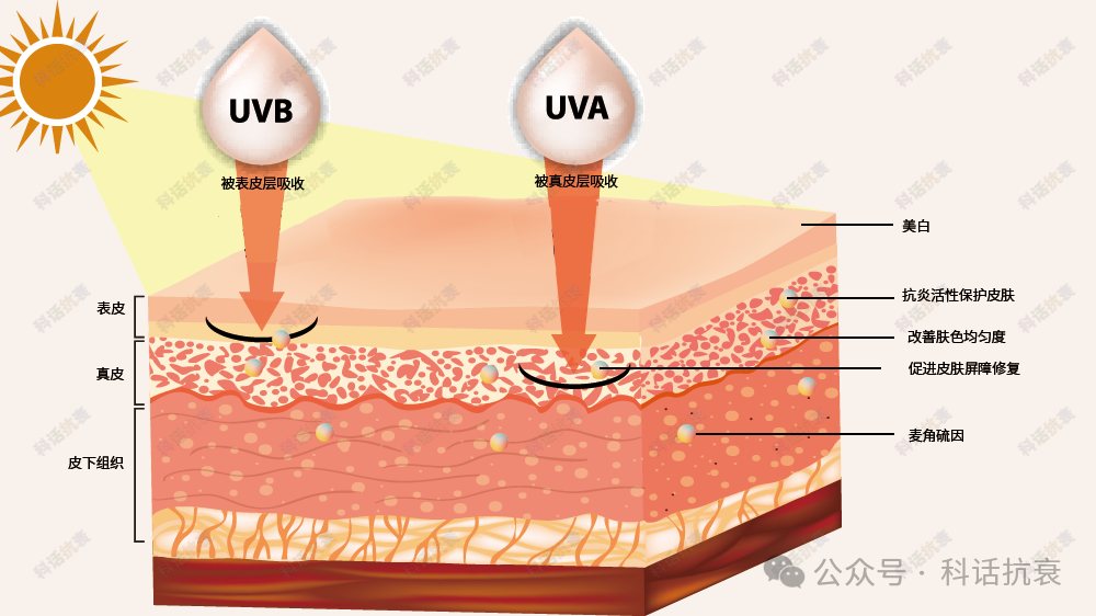 UVB 与 UVA 的皮肤穿透层次，以及麦角硫因的作用位点